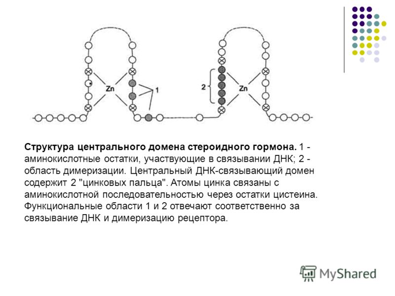 структура жира на животе структура жира на животе