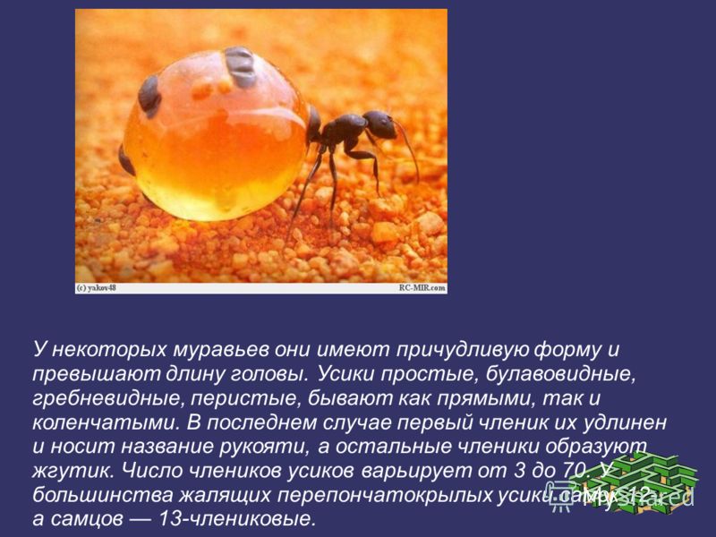 У некоторых муравьев они имеют причудливую форму и превышают длину головы. Усики простые, булавовидные, гребневидные, перистые, бывают как прямыми, так и коленчатыми. В последнем случае первый членик их удлинен и носит название рукояти, а остальные ч