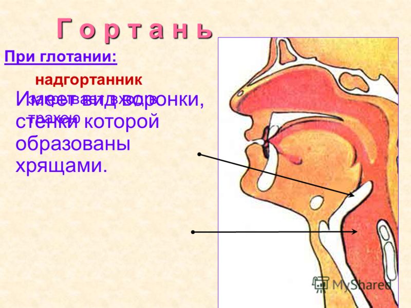 Почему трещит в ухе при глотании Почему трещит в ухе при глотании