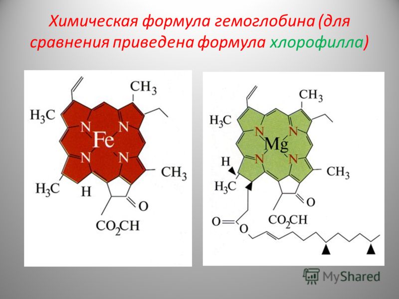 Химическая формула гемоглобина (для сравнения приведена формула хлорофилла)