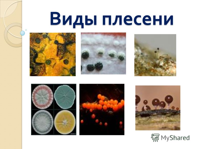 фото виды плесени фото виды плесени