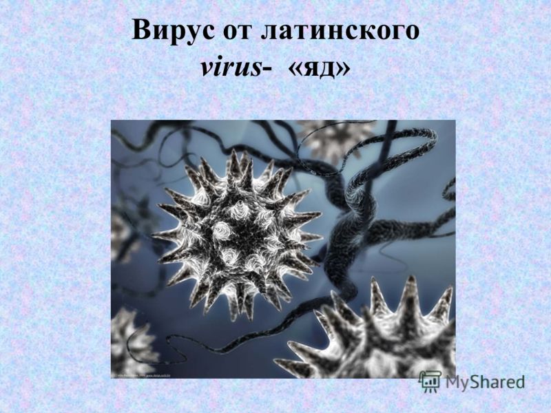 Вирус от латинского virus- «яд»