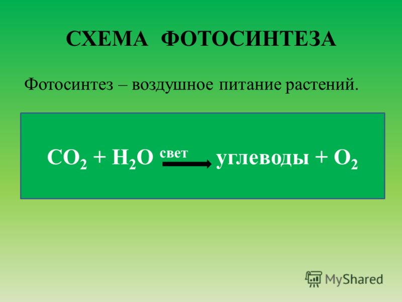 схема состав растений 6 класс схема