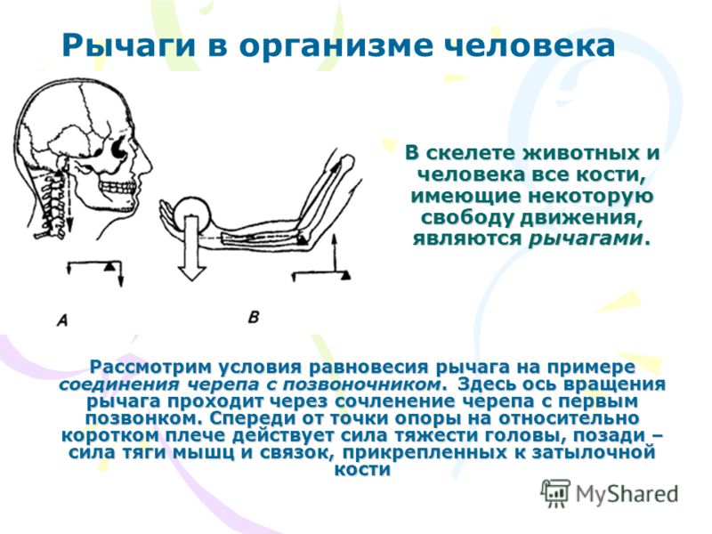 Рычаги первого рода биомеханика примеры