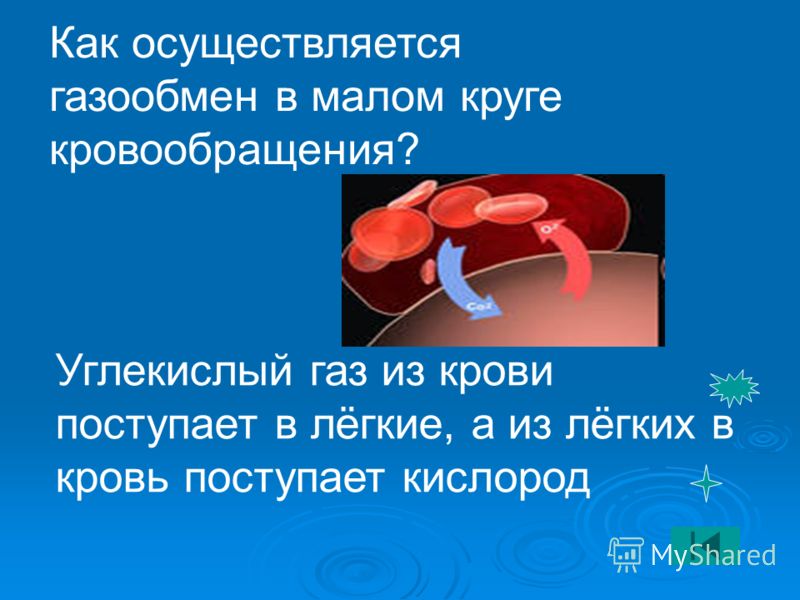 Углекислый газ из крови человека поступает в легкие так как Углекислый газ из крови человека поступает в
