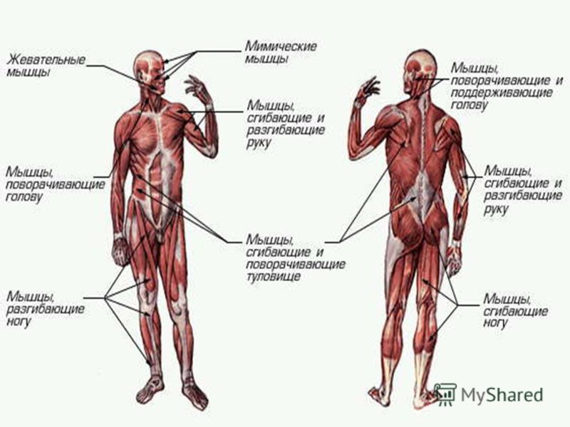 [PUNIQRANDLINE-(au-dating-names.txt) 21 Доклад мышечное строение человека 3902