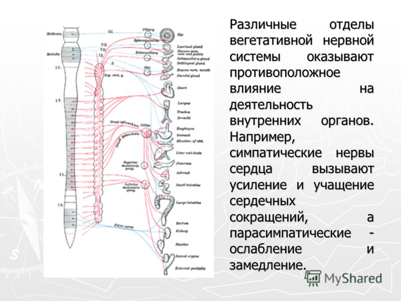 Примеры симпатической нервной системы Симпатическая нервная система сердце таблица - TouristMaps.ru