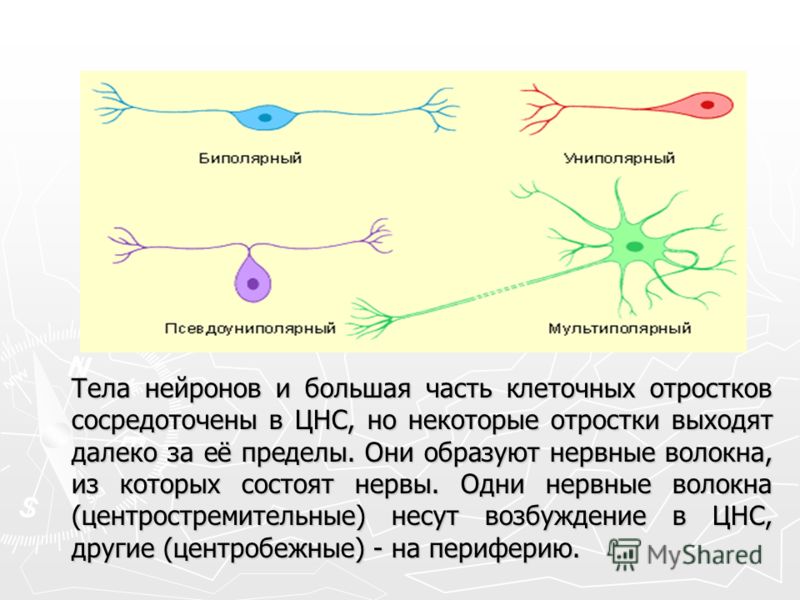 Расположение нервных клеток у человека Презентация на тему: "Физиология нервной деятельности человека Физиология нервно