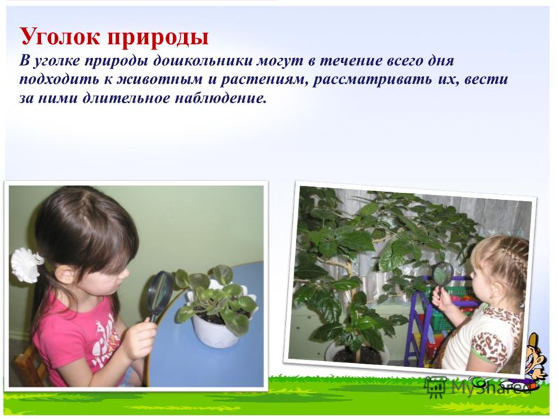 Схемы картинки в уголке природы детсад Схемы картинки в уголке природы детсад