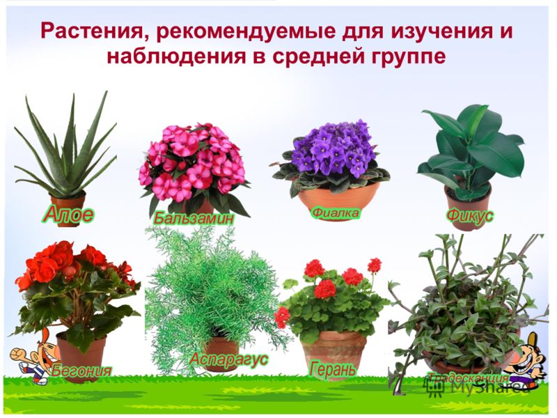 Фото комнатных цветов для доу Фото комнатных цветов для доу