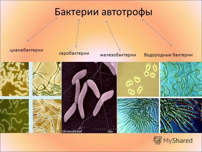 Какие организмы относятся к бактериям примеры Бактерии в желудки диета