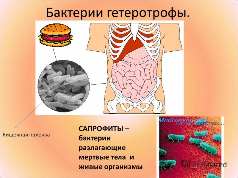 Как распознать паразитов в организме человека
