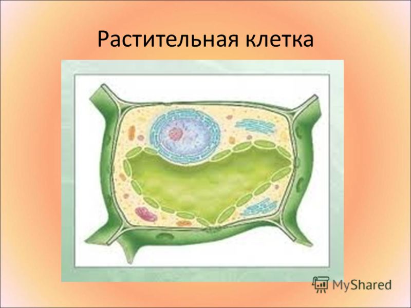 Строение клетки макет своими руками Строение клетки макет своими руками