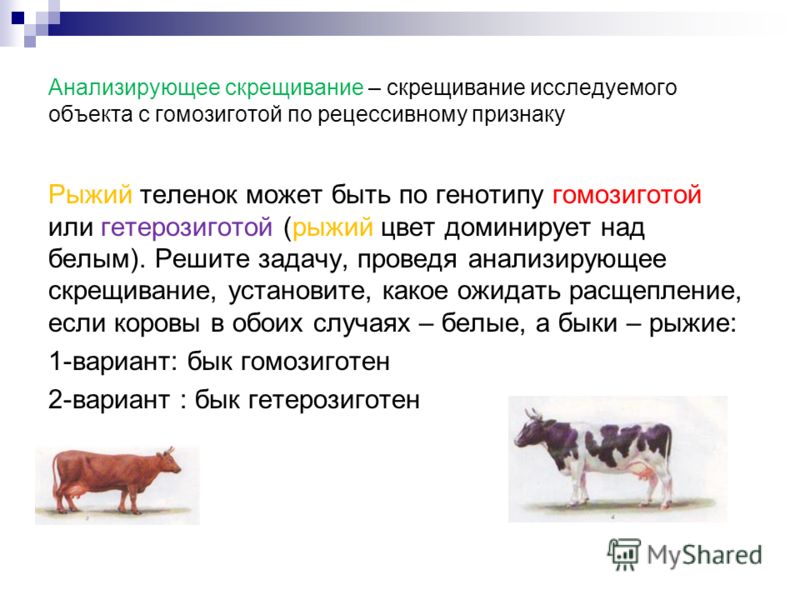 Анализирующее Скрещивание Позволяет Установить