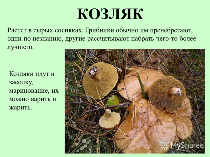 фото гриба козляк онлайн фото гриба козляк