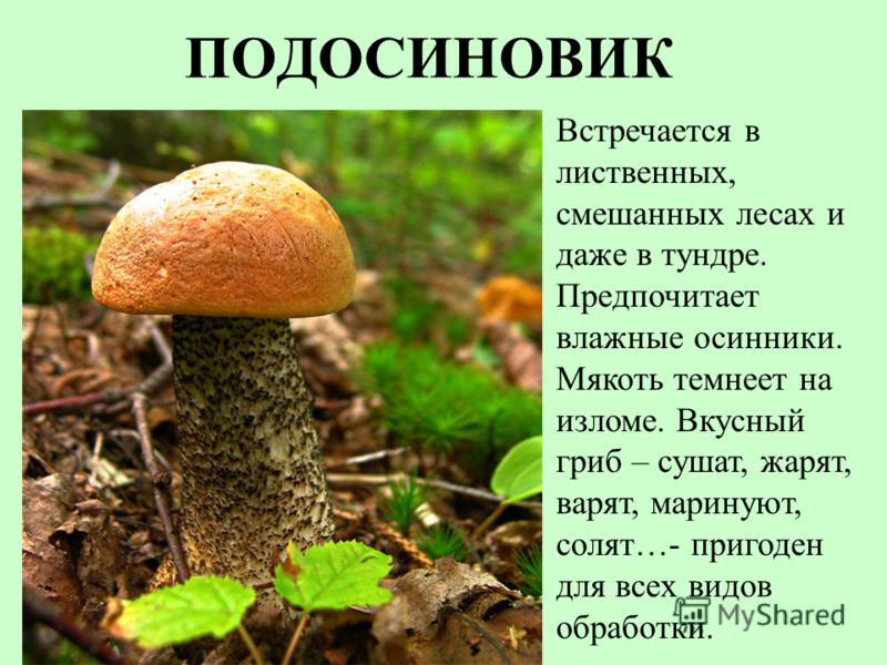 Написать Сочинение Рассужд Почему Гриб Назвали Лисичкой Написать Сочинение Рассужд Почему Гриб Назвали Лисичкой