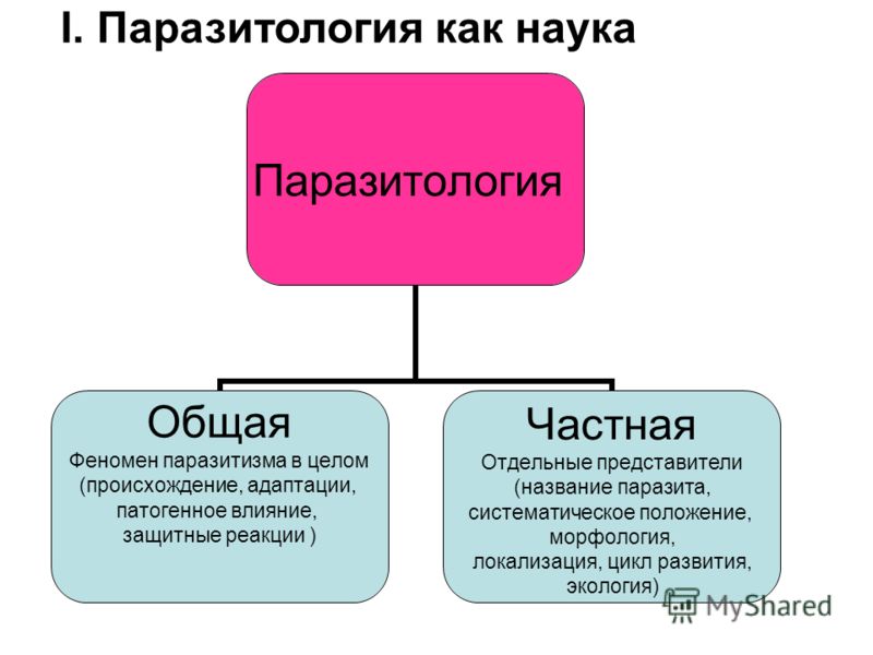 локализация паразита в организме человека локализация паразита в организме человека