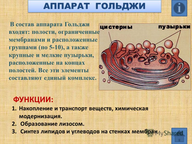Поздравления бабушке с рождением внука в стихах ОТЗЫВЫ - m
