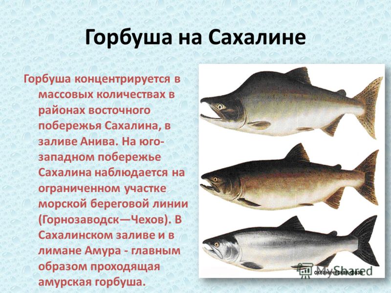 Презентация на тему: "Горбуша Савенко Елена Владимировна учитель ...