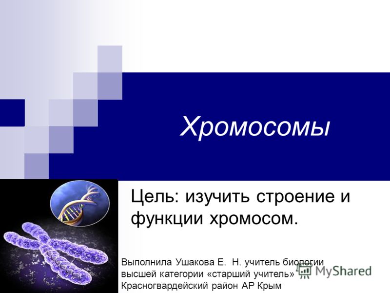 Презентация Структура И Функции Хромосом