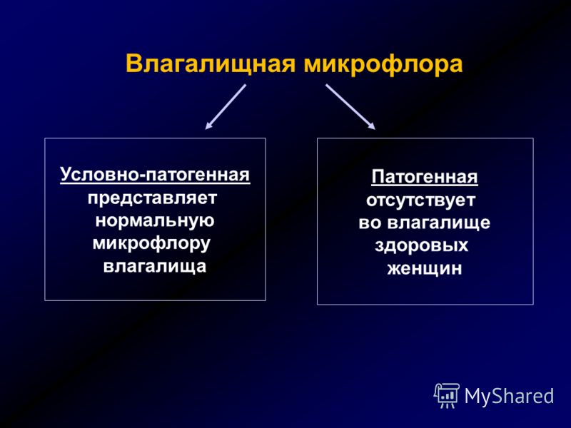 Что значит в гинекологии флора отсутствует