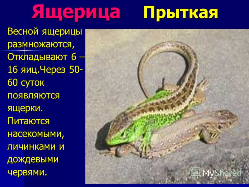 Яйцо ящерицы в домашних условиях Яйцо ящерицы в домашних условиях