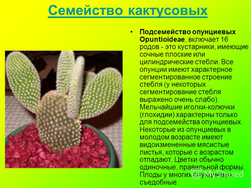 Семейство кактусовых Подсемейство опунциевых Opuntioideae, включает 16 родов - это кустарники, имеющие сочные плоские или цилиндрические стебли. Все опунции имеют характерное сегментированное строение стебля (у некоторых сегментирование стебля выраже