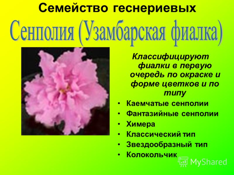 Семейство геснериевых Классифицируют фиалки в первую очередь по окраске и форме цветков и по типу Каемчатые сенполии Фантазийные сенполии Химера Классический тип Звездообразный тип Колокольчик