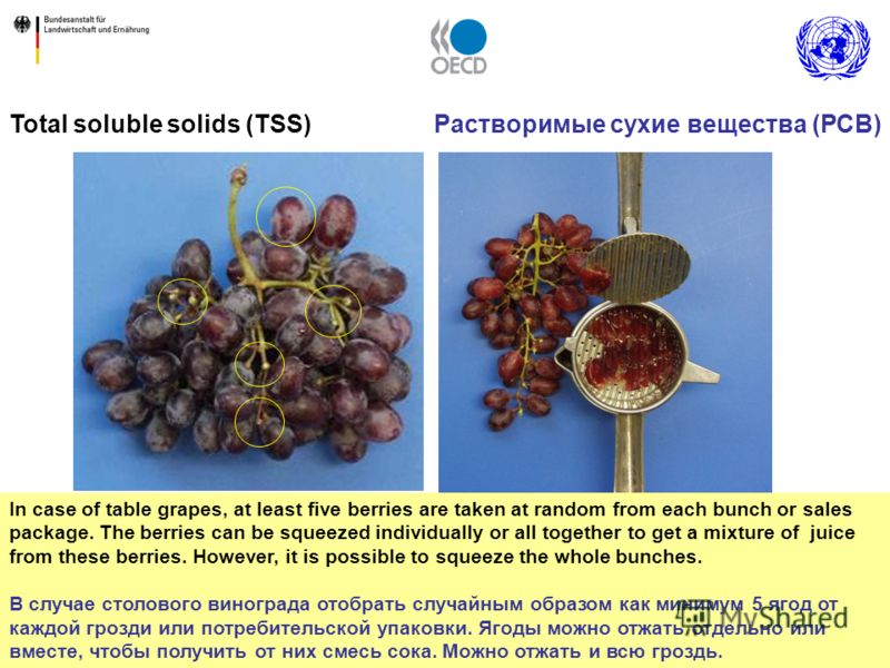 15 In case of table grapes, at least five berries are taken at random from each bunch or sales package. The berries can be squeezed individually or all together to get a mixture of juice from these berries. However, it is possible to squeeze the whol