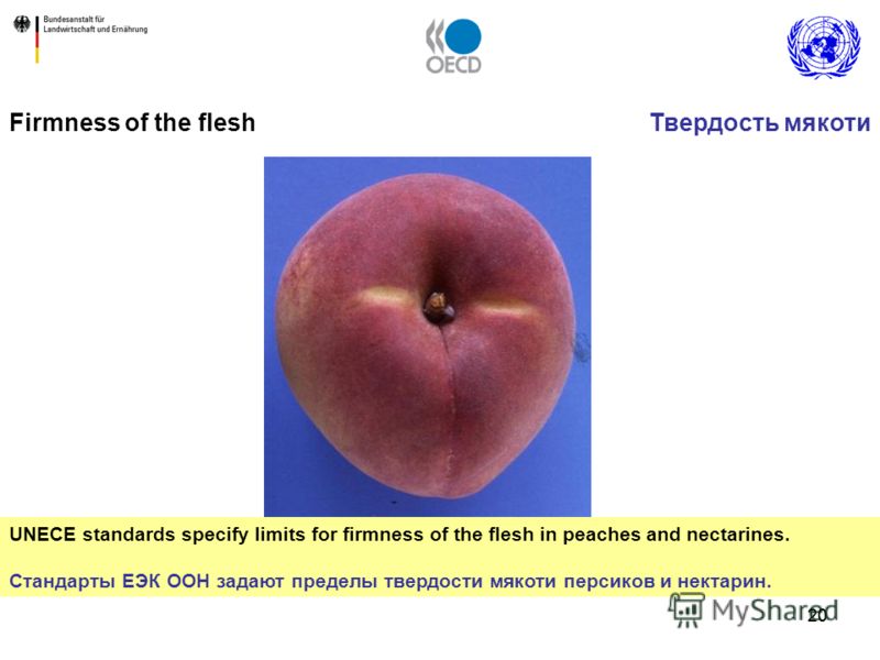 20 Firmness of the flesh UNECE standards specify limits for firmness of the flesh in peaches and nectarines. Стандарты ЕЭК ООН задают пределы твердости мякоти персиков и нектарин. Твердость мякоти