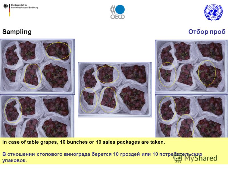 8 In case of table grapes, 10 bunches or 10 sales packages are taken. В отношении столового винограда берется 10 гроздей или 10 потребительских упаковок. SamplingОтбор проб
