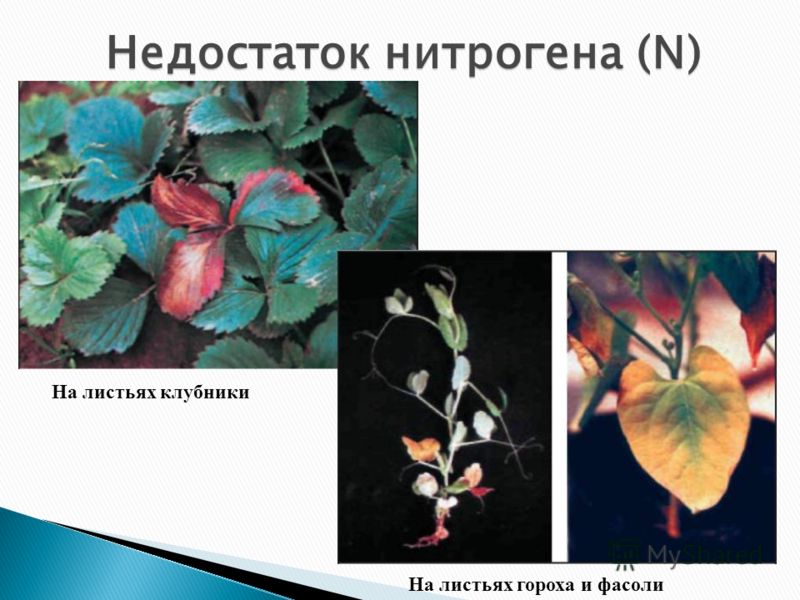 На листьях клубники На листьях гороха и фасоли Недостаток нитрогена (N)