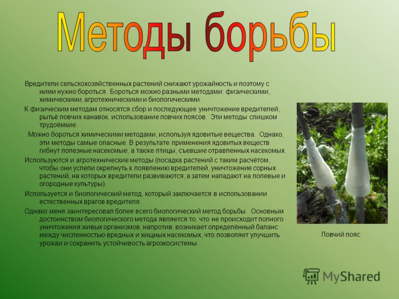 Биология вредители растений Биология вредители растений