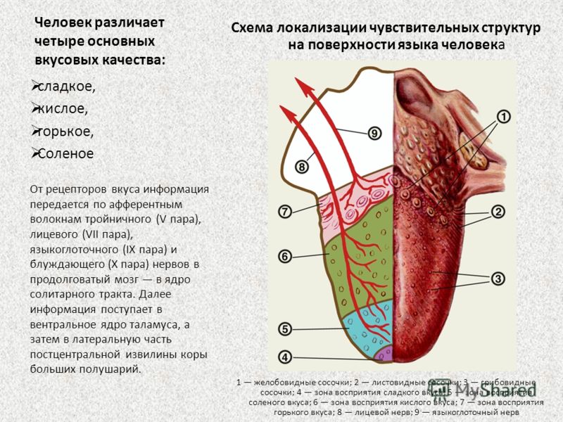 Зоны Языка Фото