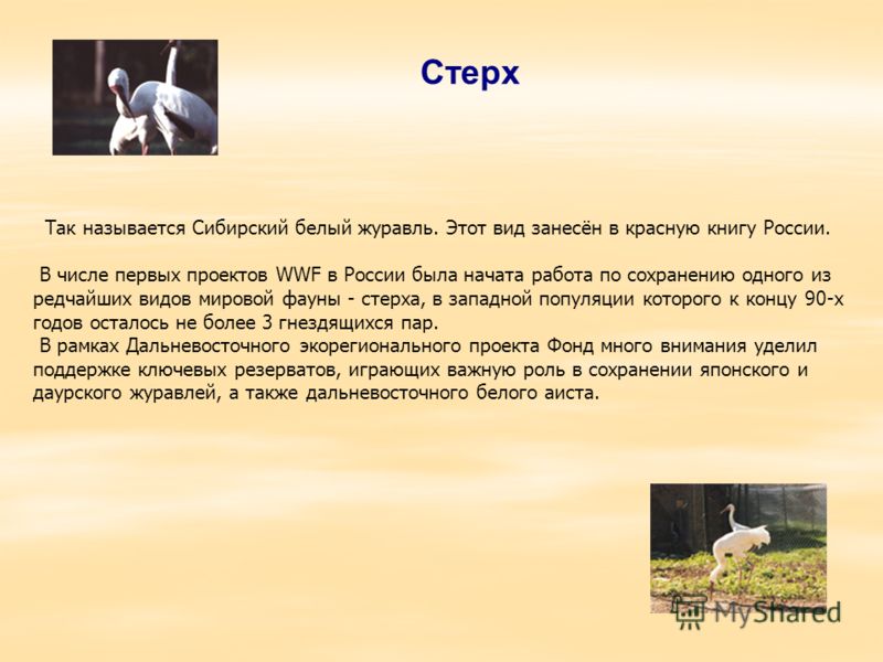 Стерх Так называется Сибирский белый журавль. Этот вид занесён в красную книгу России. В числе первых проектов WWF в России была начата работа по сохранению одного из редчайших видов мировой фауны - стерха, в западной популяции которого к концу 90-х 