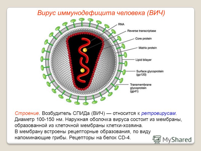 Строение. Возбудитель СПИДа (ВИЧ) относится к ретровирусам. Диаметр 100-150 нм. Наружная оболочка вируса состоит из мембраны, образованной из клеточной мембраны клетки-хозяина. В мембрану встроены рецепторные образования, по виду напоминающие грибы. 