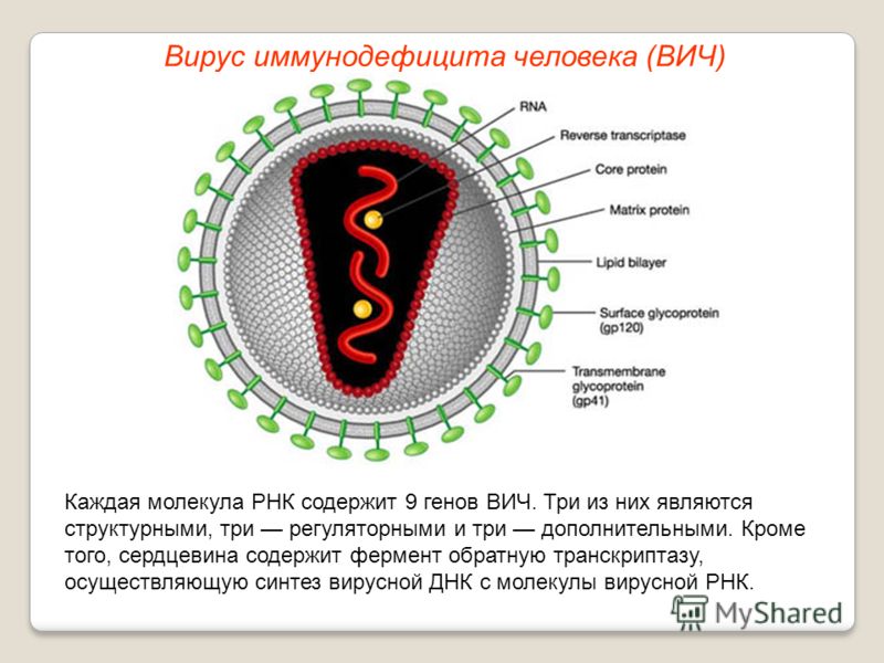 Каждая молекула РНК содержит 9 генов ВИЧ. Три из них являются структурными, три регуляторными и три дополнительными. Кроме того, сердцевина содержит фермент обратную транскриптазу, осуществляющую синтез вирусной ДНК с молекулы вирусной РНК. Вирус имм