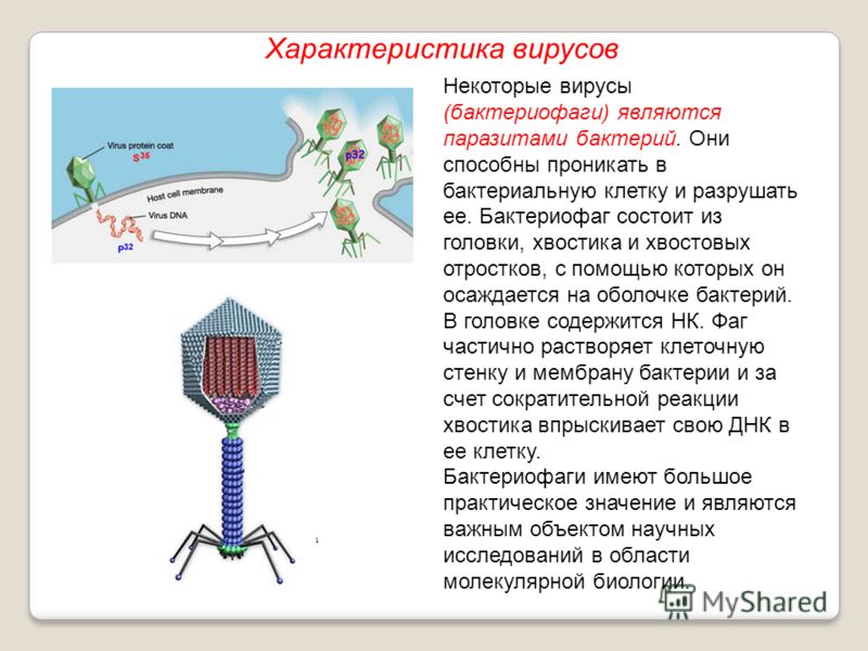 Некоторые вирусы (бактериофаги) являются паразитами бактерий. Они способны проникать в бактериальную клетку и разрушать ее. Бактериофаг состоит из головки, хвостика и хвостовых отростков, с помощью которых он осаждается на оболочке бактерий. В головк