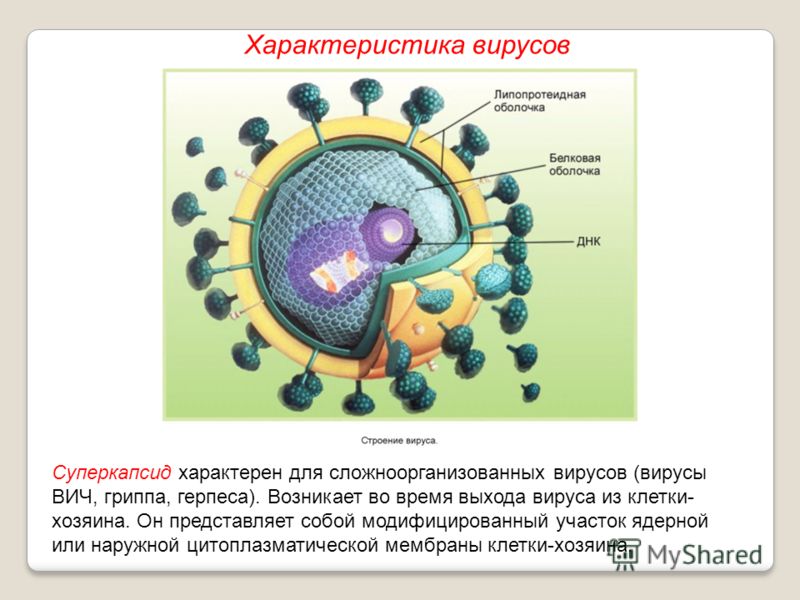Суперкапсид характерен для сложноорганизованных вирусов (вирусы ВИЧ, гриппа, герпеса). Возникает во время выхода вируса из клетки- хозяина. Он представляет собой модифицированный участок ядерной или наружной цитоплазматической мембраны клетки-хозяина