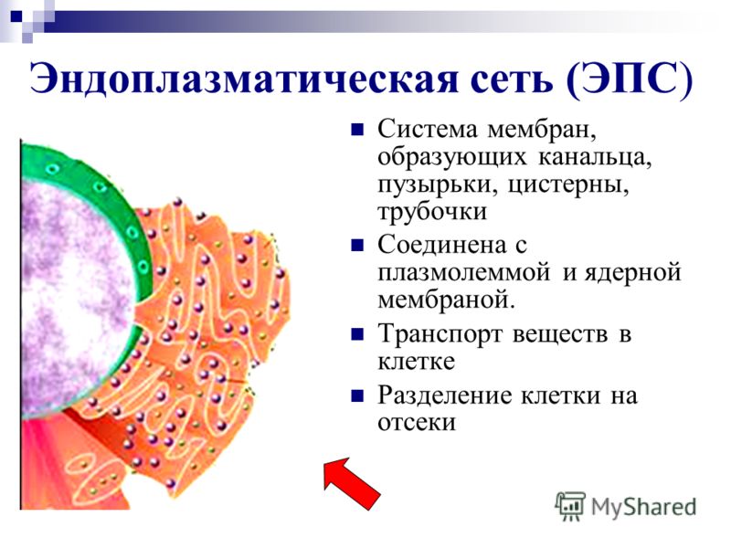 Эндоплазматическая сеть (ЭПС) Система мембран, образующих канальца, пузырьки, цистерны, трубочки Соединена с плазмолеммой и ядерной мембраной. Транспорт веществ в клетке Разделение клетки на отсеки