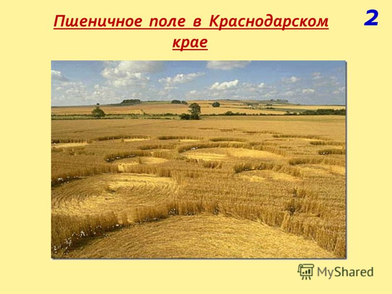 Пшеничное поле в Краснодарском крае 2