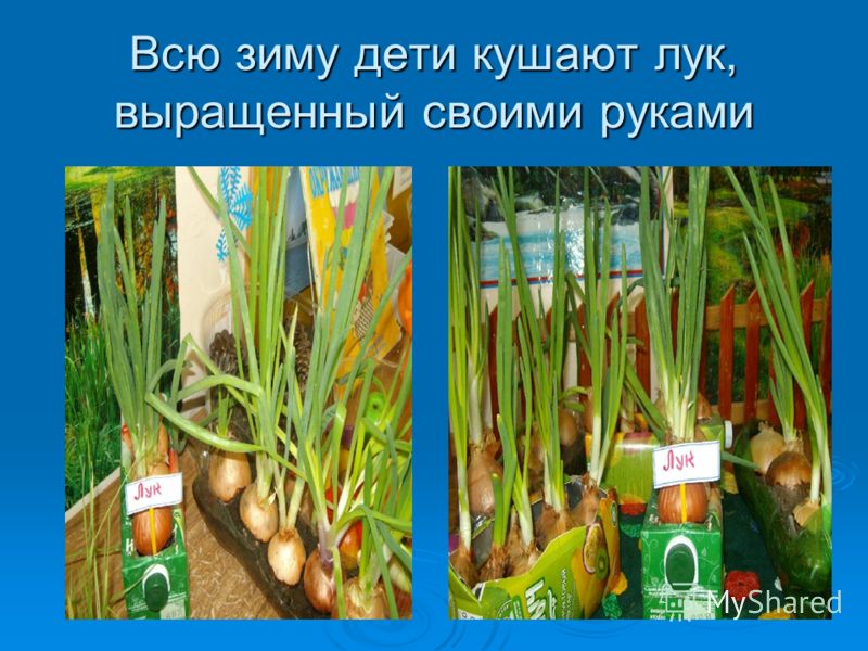 Презентация я сделала своими руками Презентация я сделала своими руками