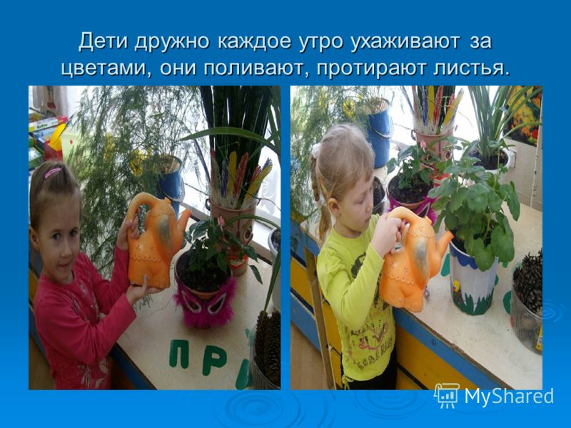 Дети поливают цветок Дети поливают цветок