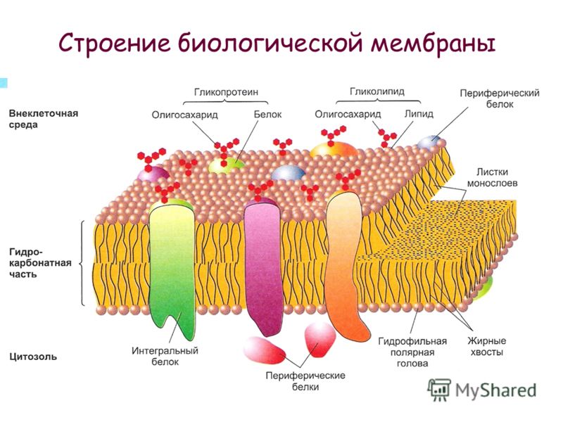 Какова функция клеточной структуры изображённой на рисунке Какова функция клеточной структуры изображённой на рисунке