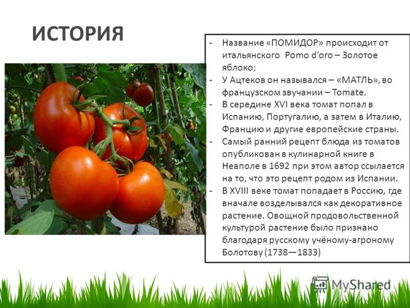 Доклад по биологии томаты 191