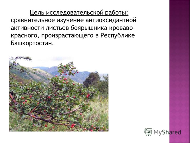 Цель исследовательской работы: сравнительное изучение антиоксидантной активности листьев боярышника кроваво- красного, произрастающего в Республике Башкортостан.