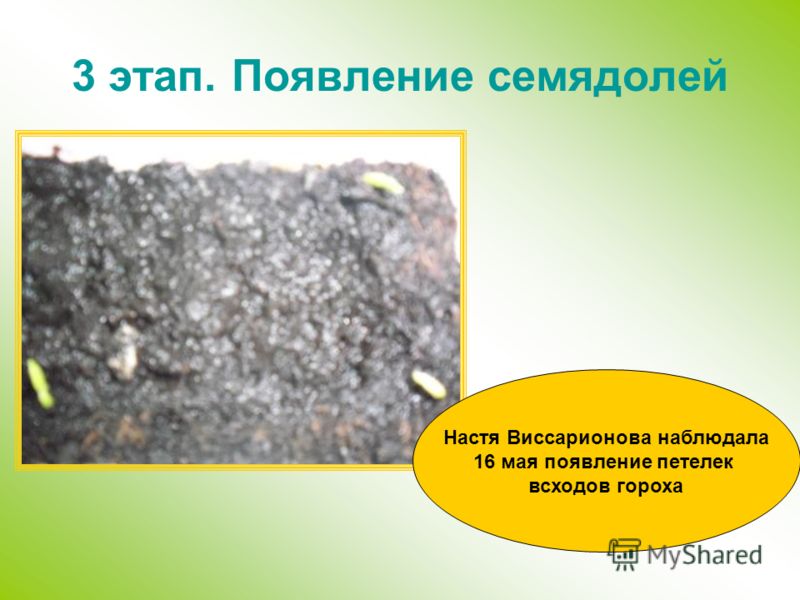 3 этап. Появление семядолей Настя Виссарионова наблюдала 16 мая появление петелек всходов гороха