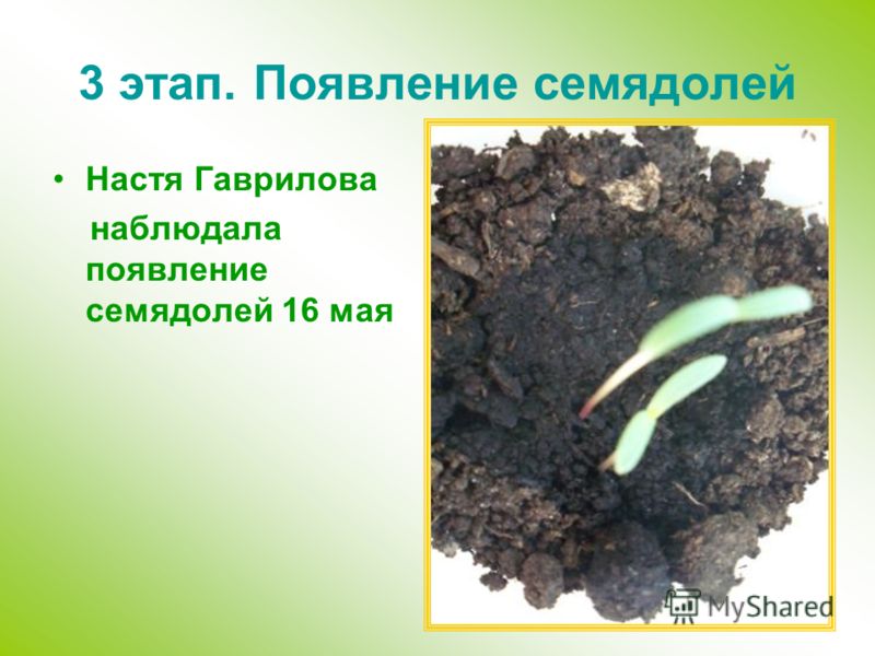 3 этап. Появление семядолей Настя Гаврилова наблюдала появление семядолей 16 мая