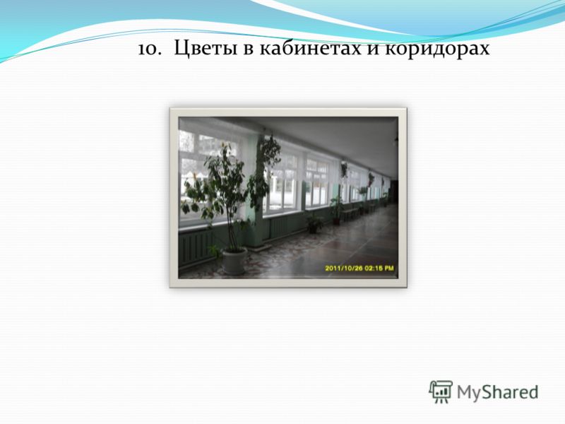 10. Цветы в кабинетах и коридорах