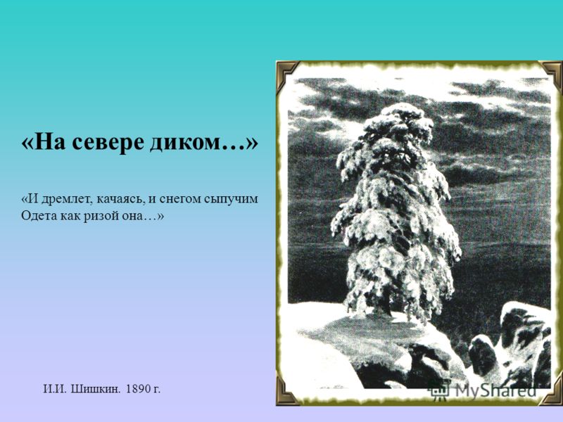 «На севере диком…» «И дремлет, качаясь, и снегом сыпучим Одета как ризой она…» И.И. Шишкин. 1890 г.